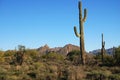 Arizona desert terrain. Royalty Free Stock Photo