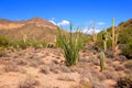 Arizona desert Royalty Free Stock Photo