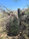 Arizona Desert Wild Barrel Cactus Vegatation Plant Foliage Nature Blue Sky Scene Nature Photography
