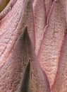 Close-up, Yucca plant leaves covering blooms Royalty Free Stock Photo