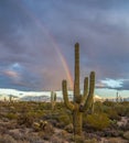 Arizona Desert Rainbow with Saguaro cactus in foreground Royalty Free Stock Photo