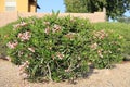 Pink Oleander Shrub Blooming in Spring