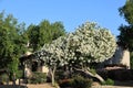 White oleander in Full Bloom In Arizona Spring