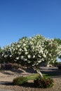 White Oleander or Nerium Oleander with soft white flowers in Spring