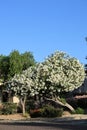 White Oleander or Nerium Oleander with soft white flowers in Spring