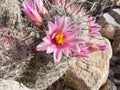 Arizona Fishhook Pincushion cactus flowering