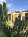 Arizona Front Yard Cactus Royalty Free Stock Photo