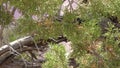 Arizona, Grand Canyon, A clark nutcracker bird in a tree slamming his beak into the tree limb