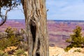 Arizona Grand Canyon Juniper tree trunk texture Royalty Free Stock Photo