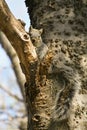 Arizona Gray Squirrel