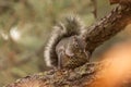 Arizona Gray Squirrel perched on a branch with a pine cone Royalty Free Stock Photo