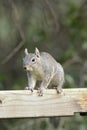 Arizona Gray Squirrel (Sciurus arizonensis) Royalty Free Stock Photo