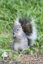 Arizona gray squirrel (Sciurus arizonensis) Royalty Free Stock Photo