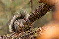 Arizona Gray Squirrel eating pine nuts Royalty Free Stock Photo