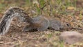 Arizona Grey Squirrel caching an acorn Royalty Free Stock Photo