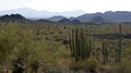 Arizona - group of large cacti against a blue sky Stenocereus thurberi, Carnegiea gigantea Royalty Free Stock Photo