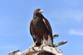 Arizona Harris Hawk 2 Royalty Free Stock Photo