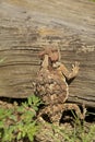 Arizona Horned Toad Royalty Free Stock Photo