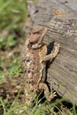 Arizona Horned Toad on Log Royalty Free Stock Photo