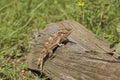 Arizona Horned Toad on Log Royalty Free Stock Photo