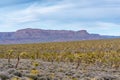 Arizona Joshua Tree Forest Royalty Free Stock Photo