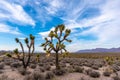 Arizona Joshua Tree Forest Royalty Free Stock Photo