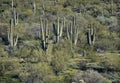 Arizona landscape with Saguaro Cactus Royalty Free Stock Photo