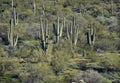 Arizona landscape with Saguaro Cactus