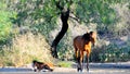 Arizona Landscape with Salt River Wild Horses Royalty Free Stock Photo