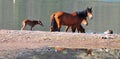 Arizona Landscape with Salt River Wild Horses Royalty Free Stock Photo