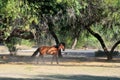 Arizona Landscape with Salt River Wild Horses Royalty Free Stock Photo