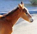 Arizona Landscape with Salt River Wild Horses Royalty Free Stock Photo