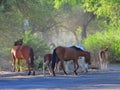 Arizona Landscape with Salt River Wild Horses Royalty Free Stock Photo