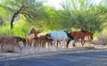 Arizona Landscape with Salt River Wild Horses Royalty Free Stock Photo