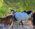 Arizona Landscape with Salt River Wild Horses Royalty Free Stock Photo