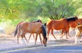 Arizona Landscape with Salt River Wild Horses Royalty Free Stock Photo