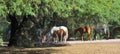 Arizona Landscape with Salt River Wild Horses Royalty Free Stock Photo