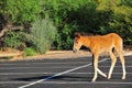 Arizona Landscape with Salt River Wild Horses