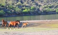 Arizona Landscape with Salt River Wild Horses Royalty Free Stock Photo
