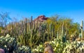 Cactus Landscape Botanical Garden Phoenix Arizona Royalty Free Stock Photo