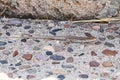 Arizona Lizard Camouflaged in Rocks
