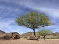 Arizona Mesquite tree in desert backyard