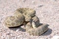 Arizona Mojave Rattlesnake