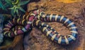 Arizona mountain king snake in closeup, vibrant colored tropical serpent from America, popular pet in herpetoculture