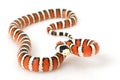 Arizona Mountain Kingsnake