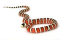 Arizona Mountain Kingsnake