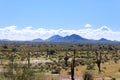 Arizona mountain range with saguaro cactus, sky and light clouds and other desert plants Royalty Free Stock Photo