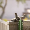 Arizona Mourning Dove (Zenaida macroura) Adult Bird with its Fledglings