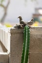 Arizona Mourning Dove (Zenaida macroura) Adult Bird with its Fledglings