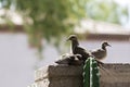 Arizona Mourning Dove (Zenaida macroura) Adult Bird with its Fledglings